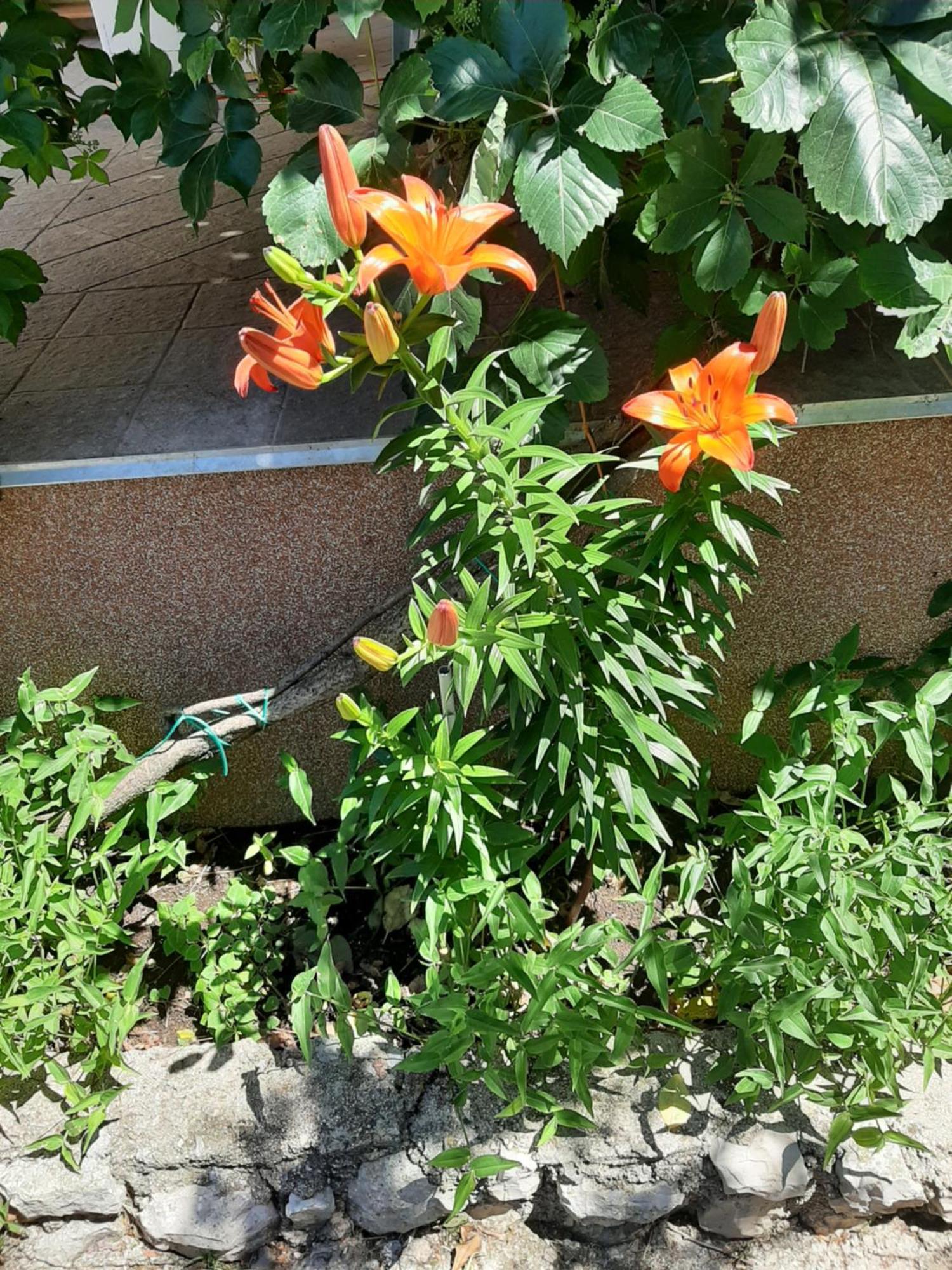 Apartmani Marija Povljana Ruang foto