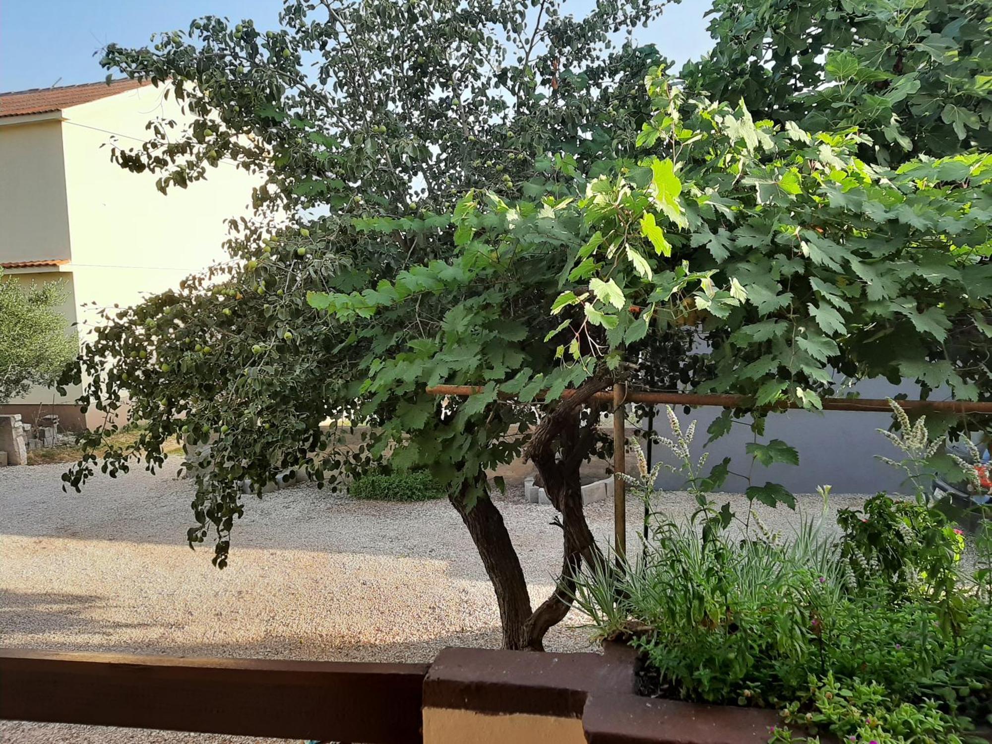 Apartmani Marija Povljana Ruang foto